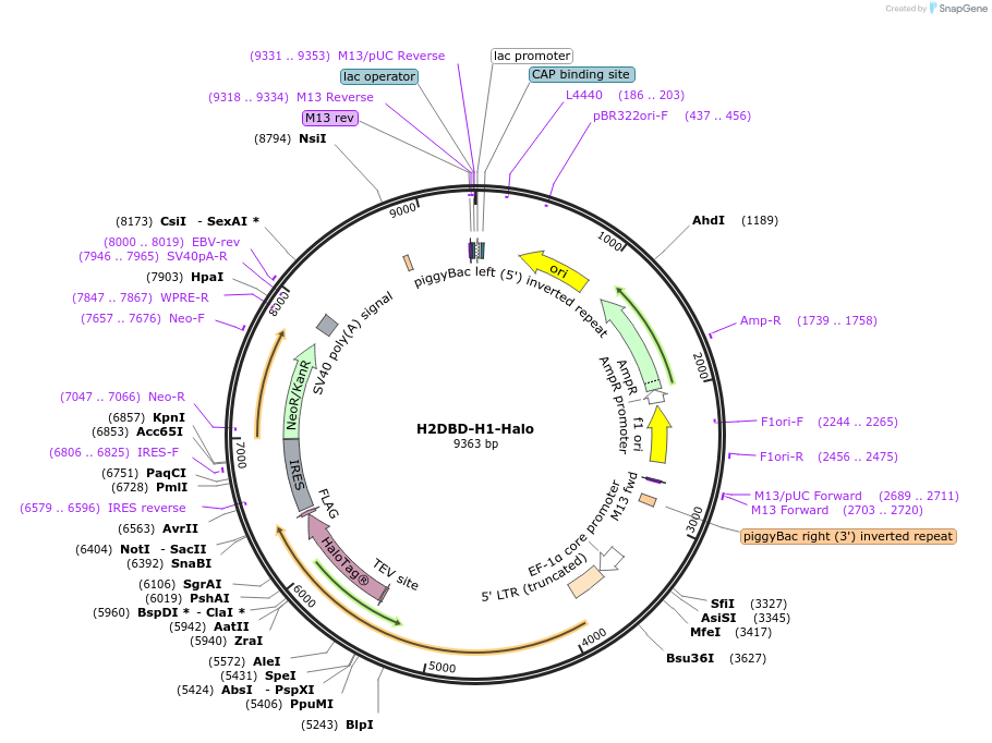 200193-plasmid-map-sequence-id-393136