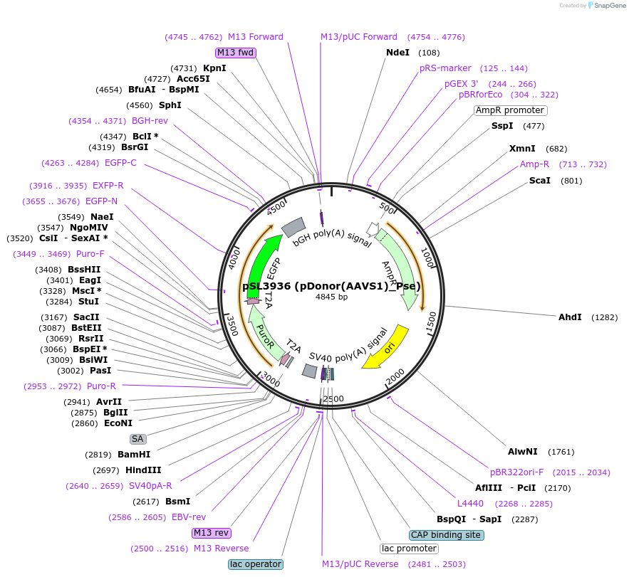 200903-plasmid-map-sequence-id-393154