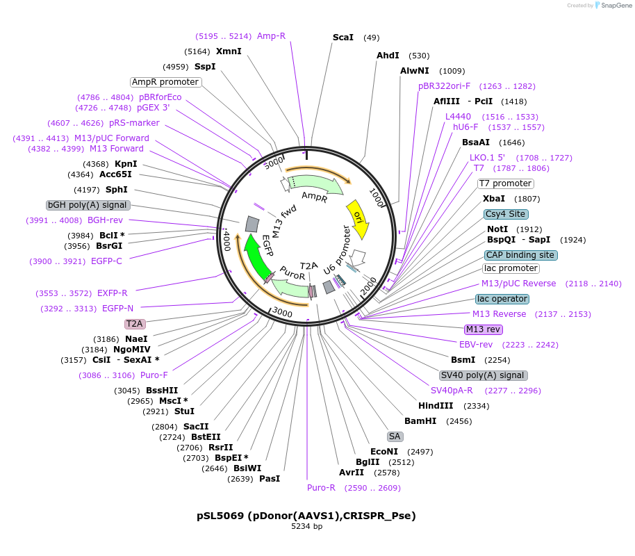 200904-plasmid-map-sequence-id-393155