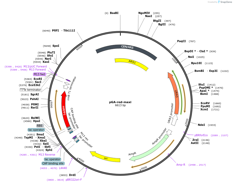 196337-plasmid-map-sequence-id-393160
