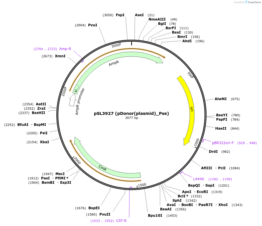 200905-plasmid-map-sequence-id-393162