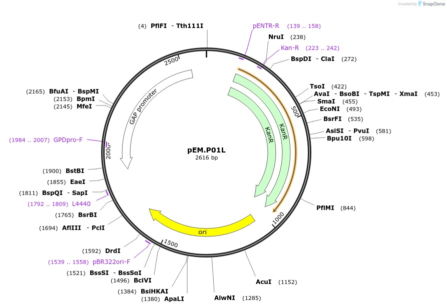 198641-plasmid-map-sequence-id-393166