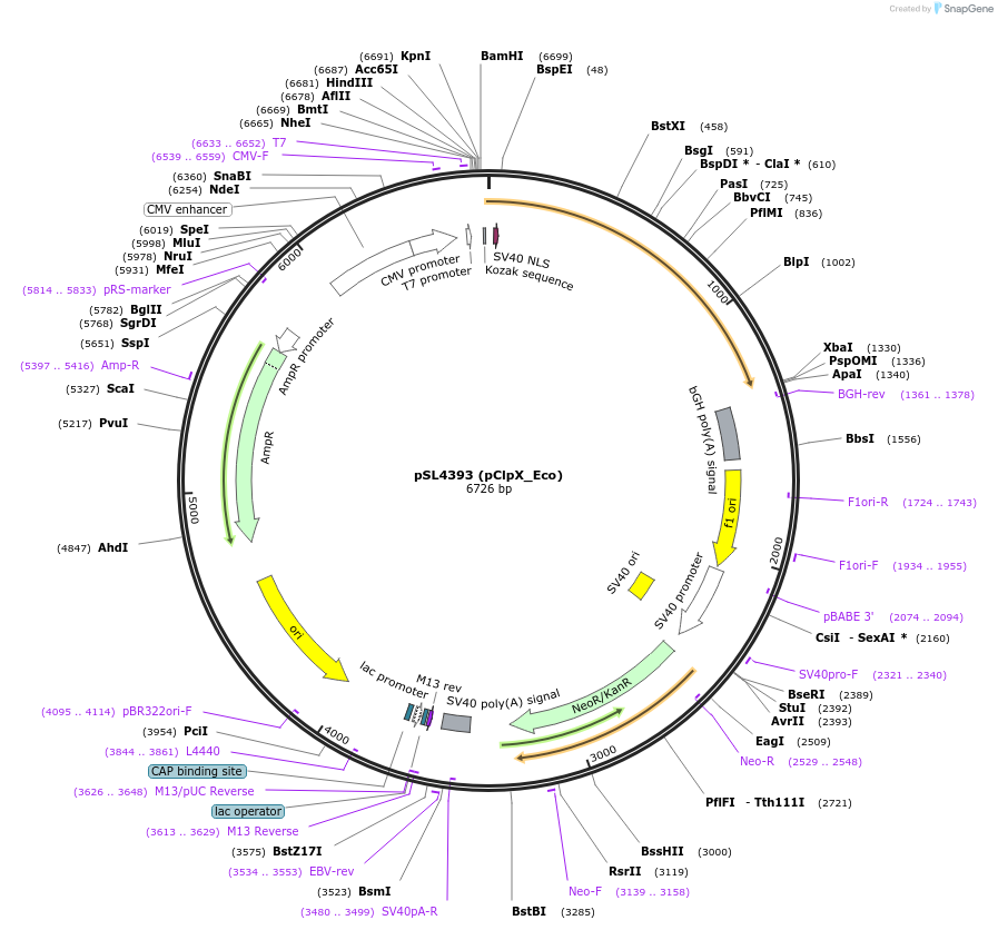 200907-plasmid-map-sequence-id-393167
