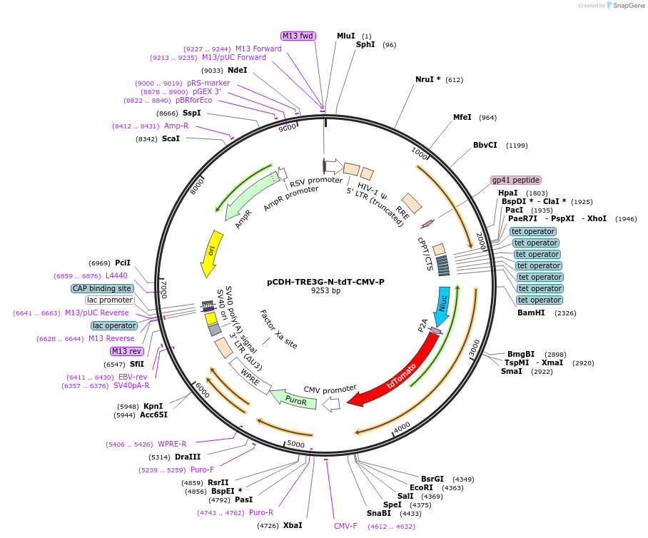 192887-plasmid-map-sequence-id-393170