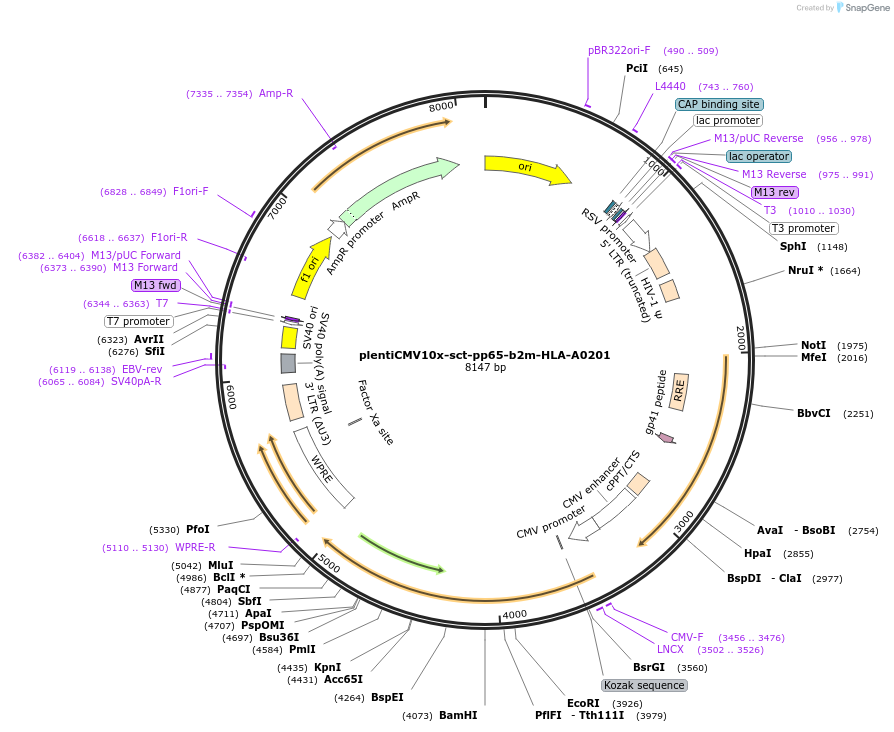 196513-plasmid-map-sequence-id-393177