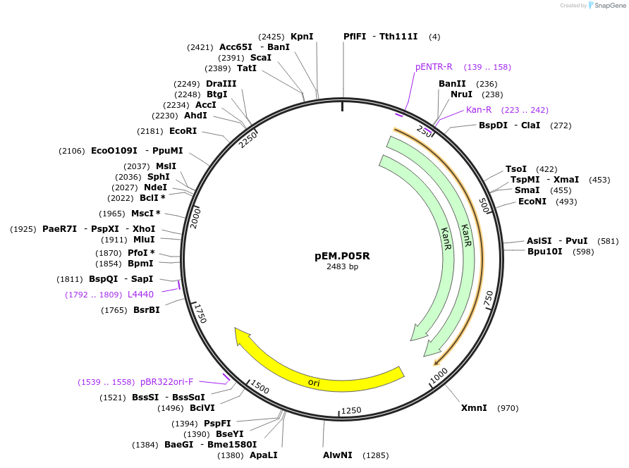 198650-plasmid-map-sequence-id-393182
