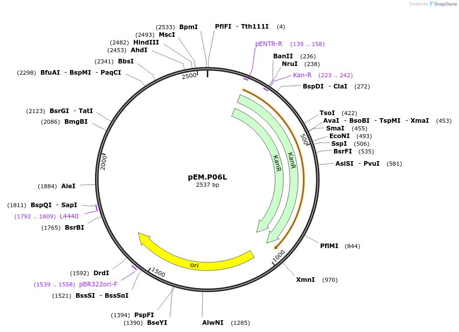198651-plasmid-map-sequence-id-393183