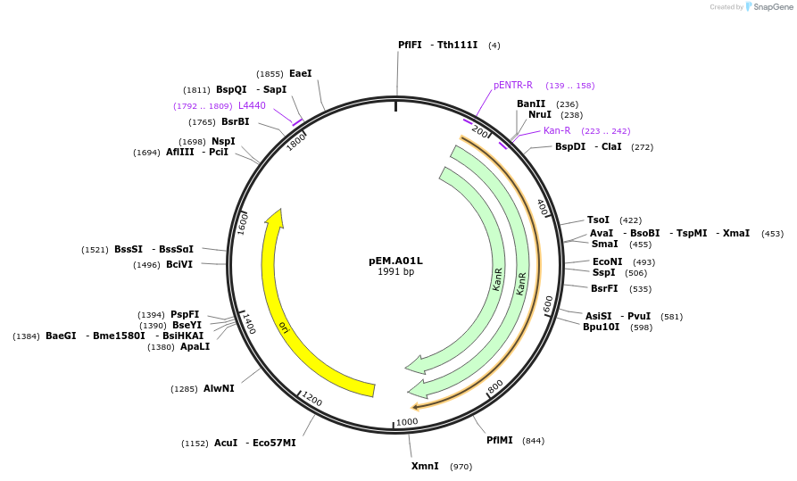 198655-plasmid-map-sequence-id-393188