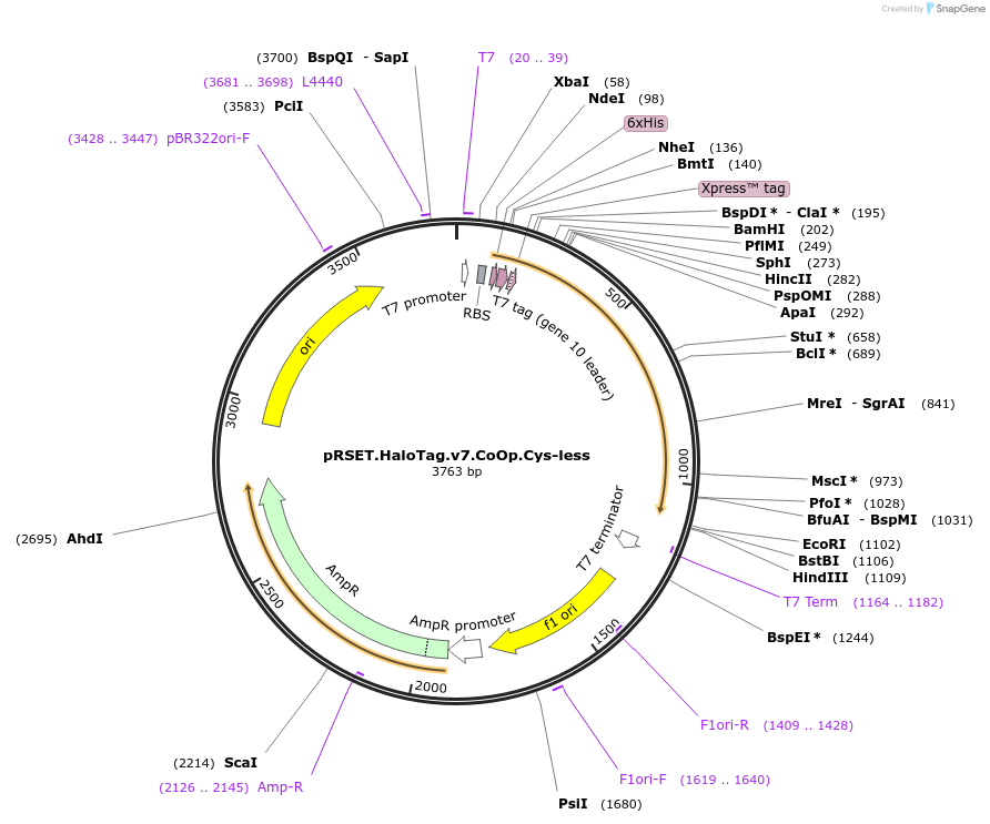 195487-plasmid-map-sequence-id-393190