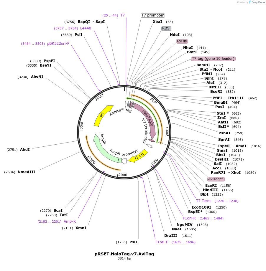 195486-plasmid-map-sequence-id-393193