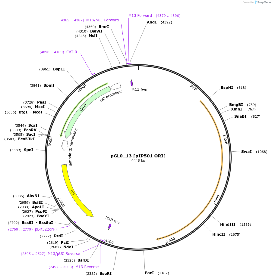 198927-plasmid-map-sequence-id-393208