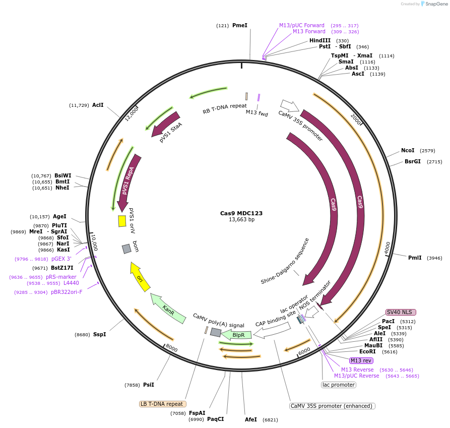 59184-plasmid-map-sequence-id-393227