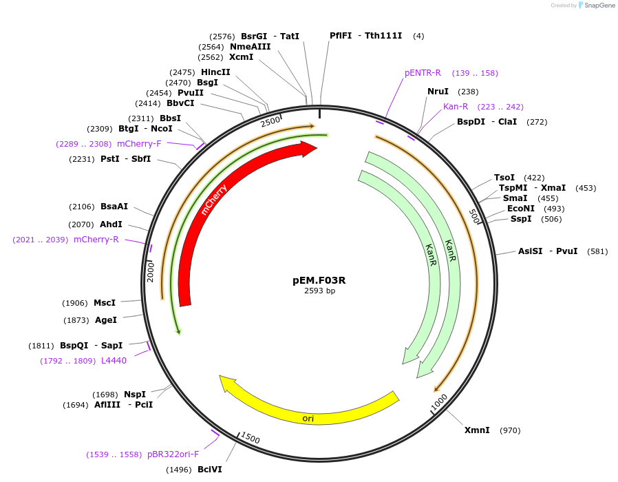 198664-plasmid-map-sequence-id-393230