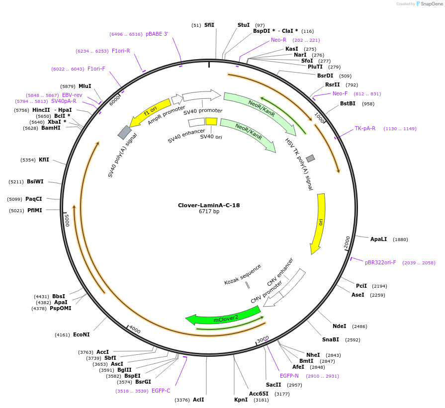 56370-plasmid-map-sequence-id-393234