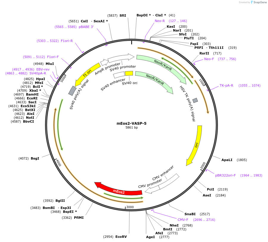 57433-plasmid-map-sequence-id-393239