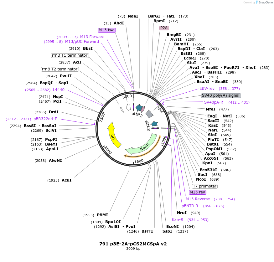 195973-plasmid-map-sequence-id-393253
