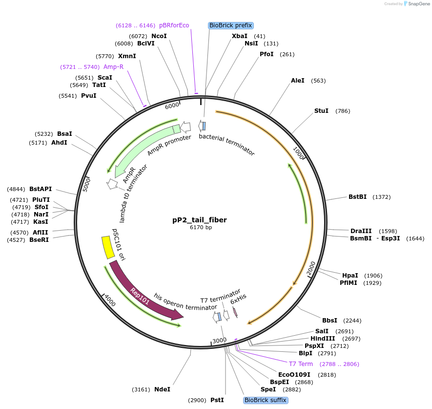 196332-plasmid-map-sequence-id-393263