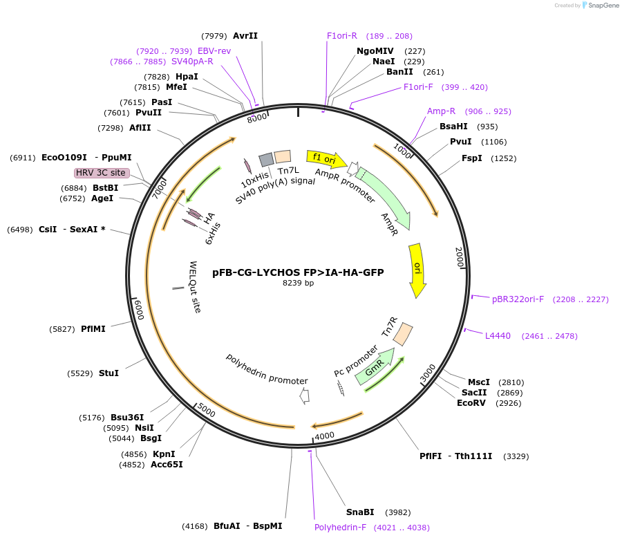 199688-plasmid-map-sequence-id-393289