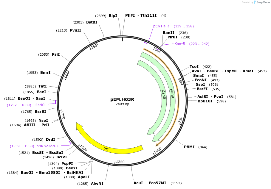 198670-plasmid-map-sequence-id-393298