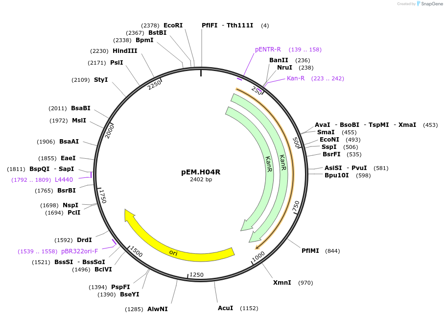 198672-plasmid-map-sequence-id-393302