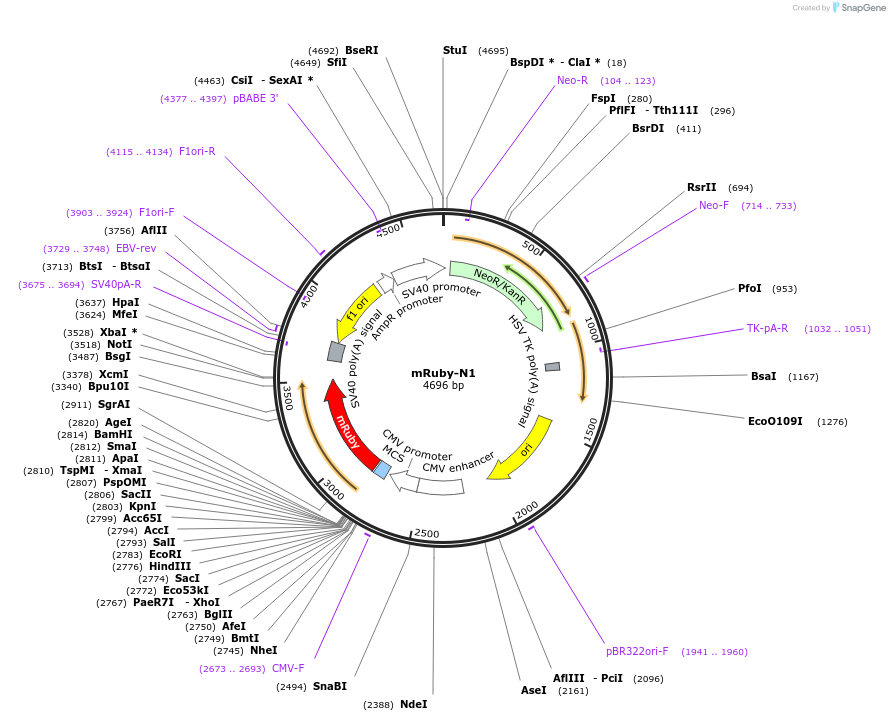 54581-plasmid-map-sequence-id-393318