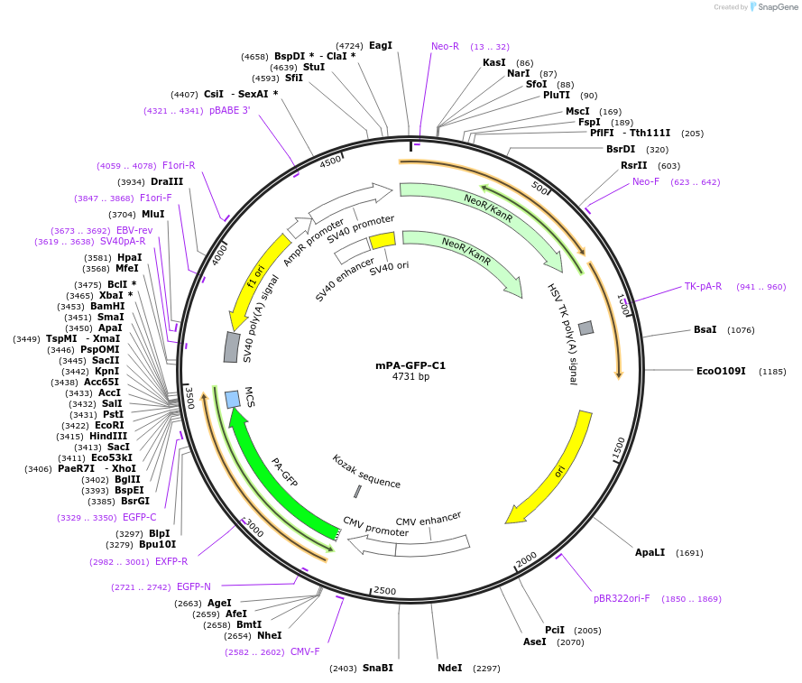 54522-plasmid-map-sequence-id-393320