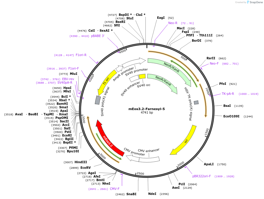 57456-plasmid-map-sequence-id-393325