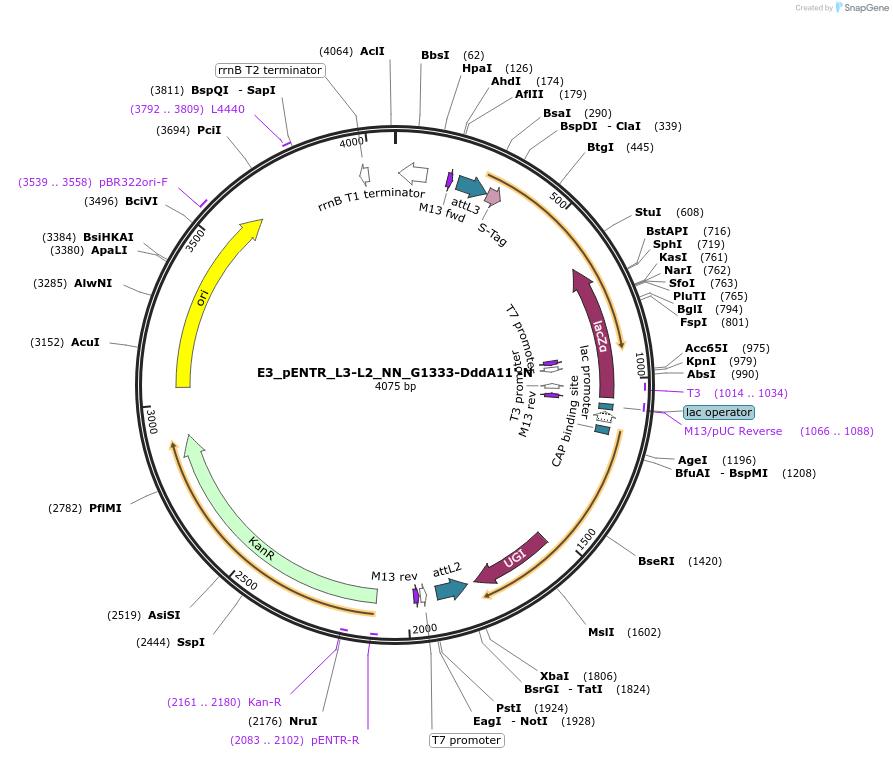 199804-plasmid-map-sequence-id-393338