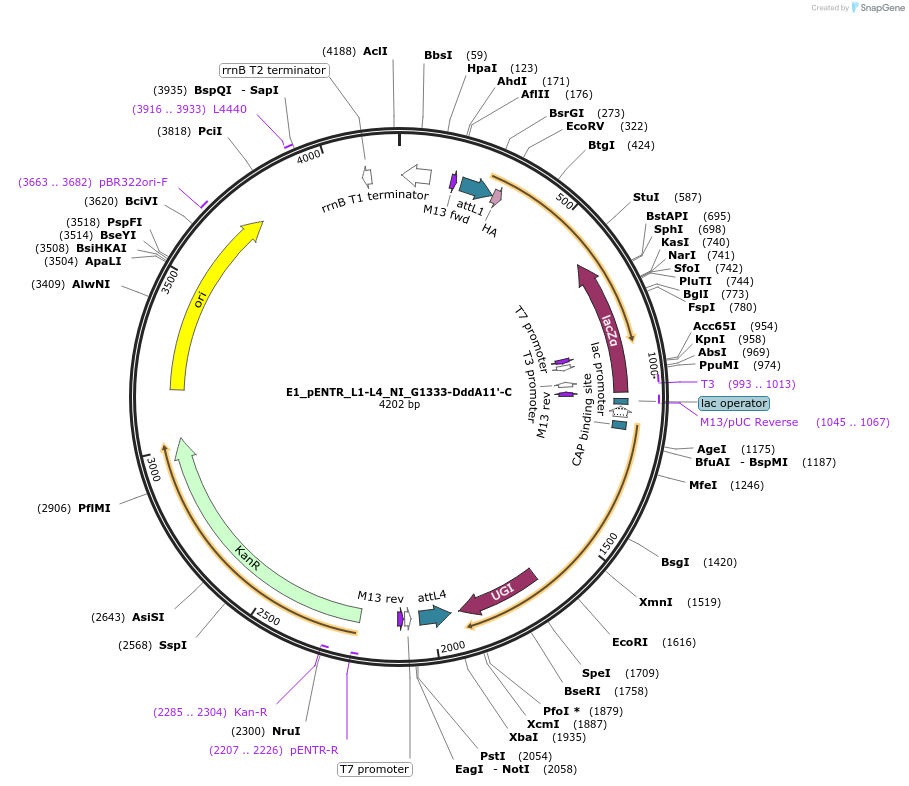 199799-plasmid-map-sequence-id-393343