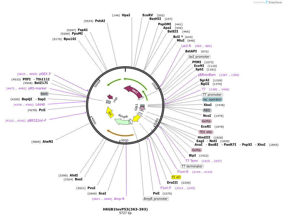 200314-plasmid-map-sequence-id-393344