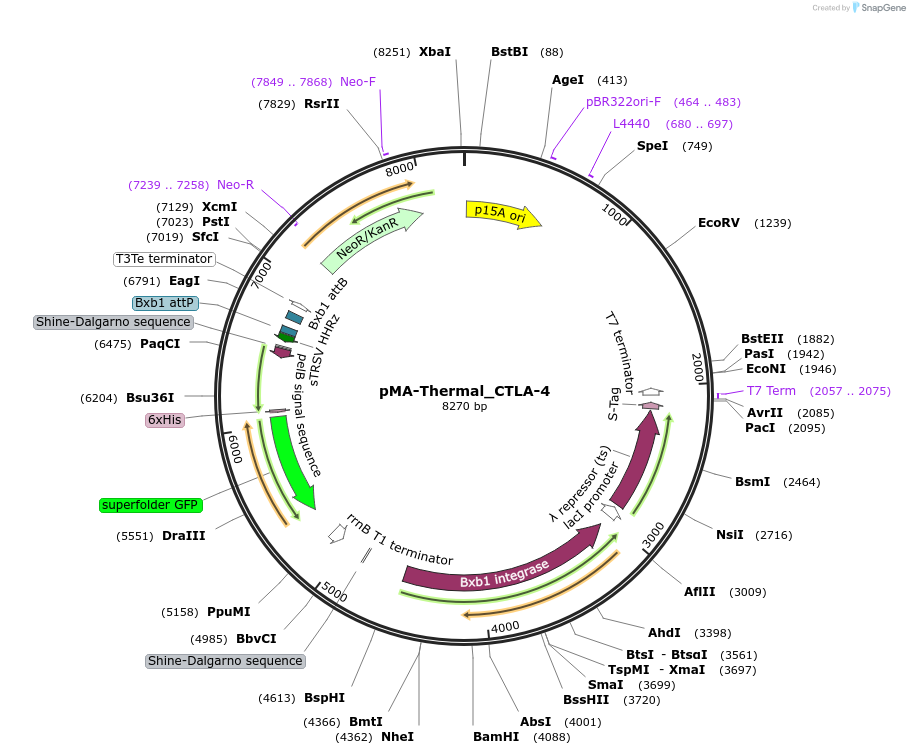 199751-plasmid-map-sequence-id-393347