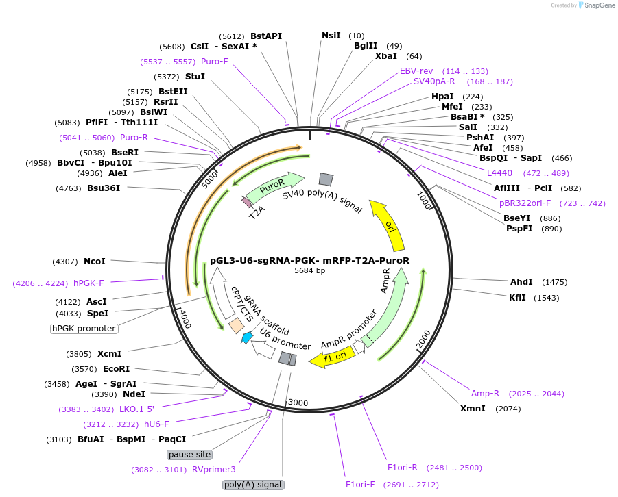 194925-plasmid-map-sequence-id-393400