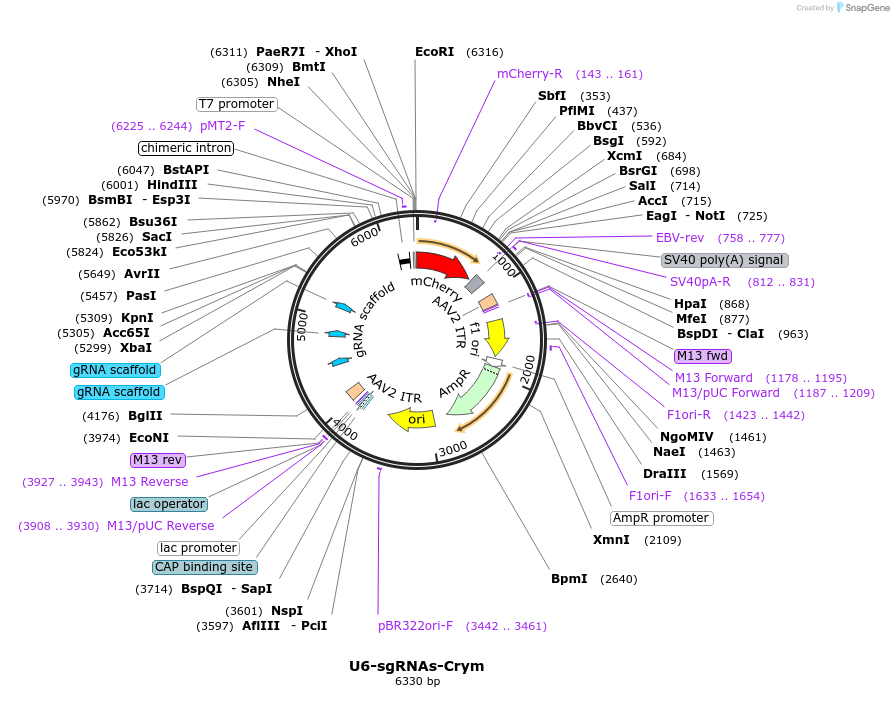 200067-plasmid-map-sequence-id-393401