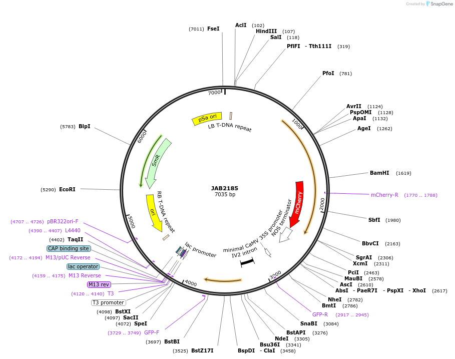190354-plasmid-map-sequence-id-393418
