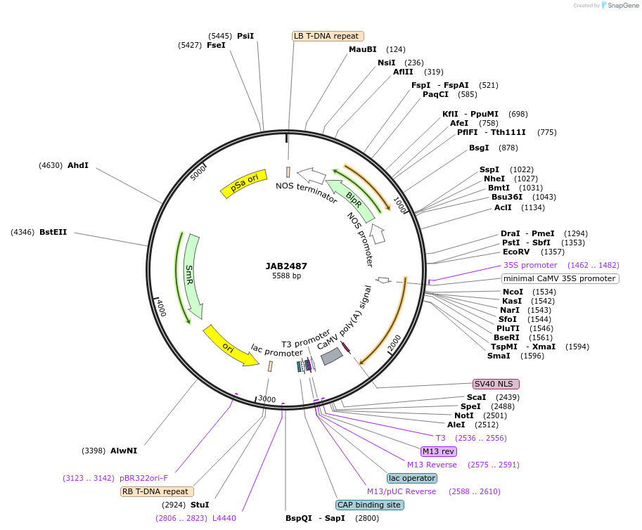 190372-plasmid-map-sequence-id-393420