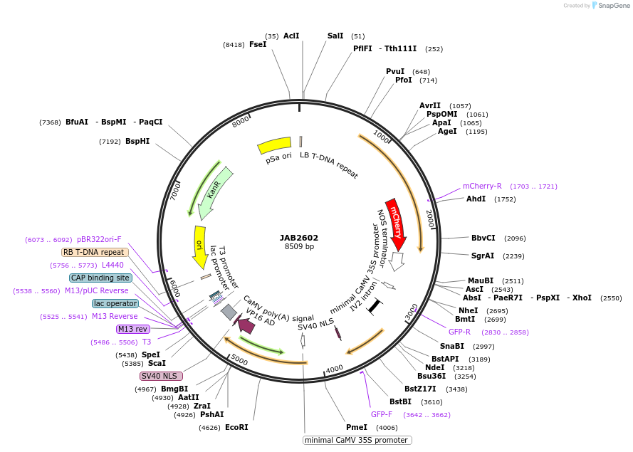 190389-plasmid-map-sequence-id-393424