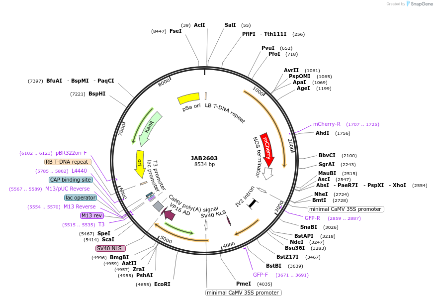190390-plasmid-map-sequence-id-393426