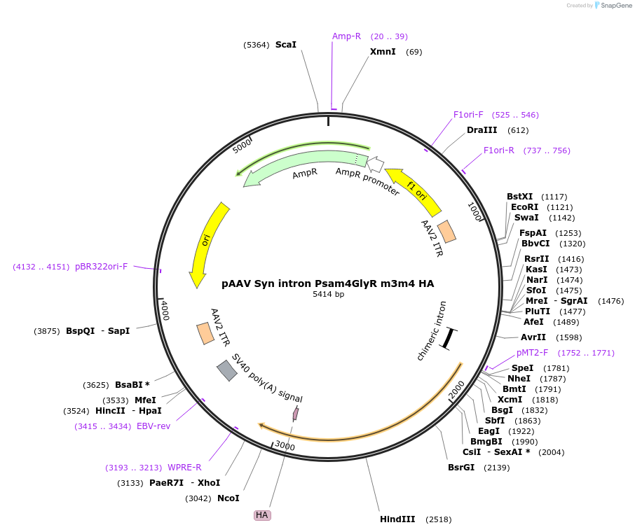 196041-plasmid-map-sequence-id-393427