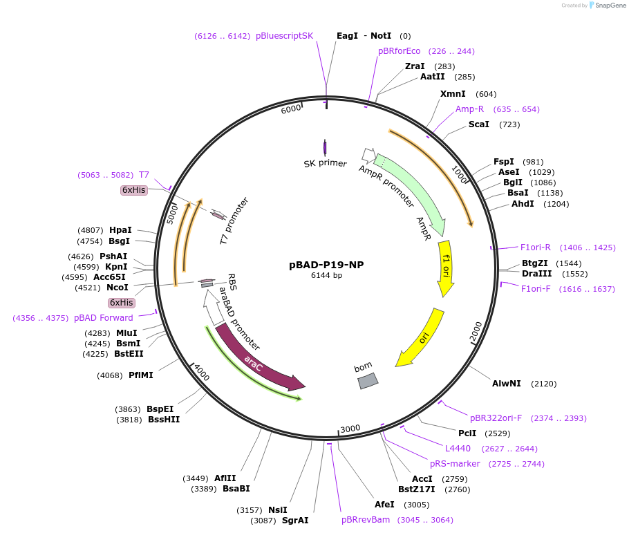 196608-plasmid-map-sequence-id-393445