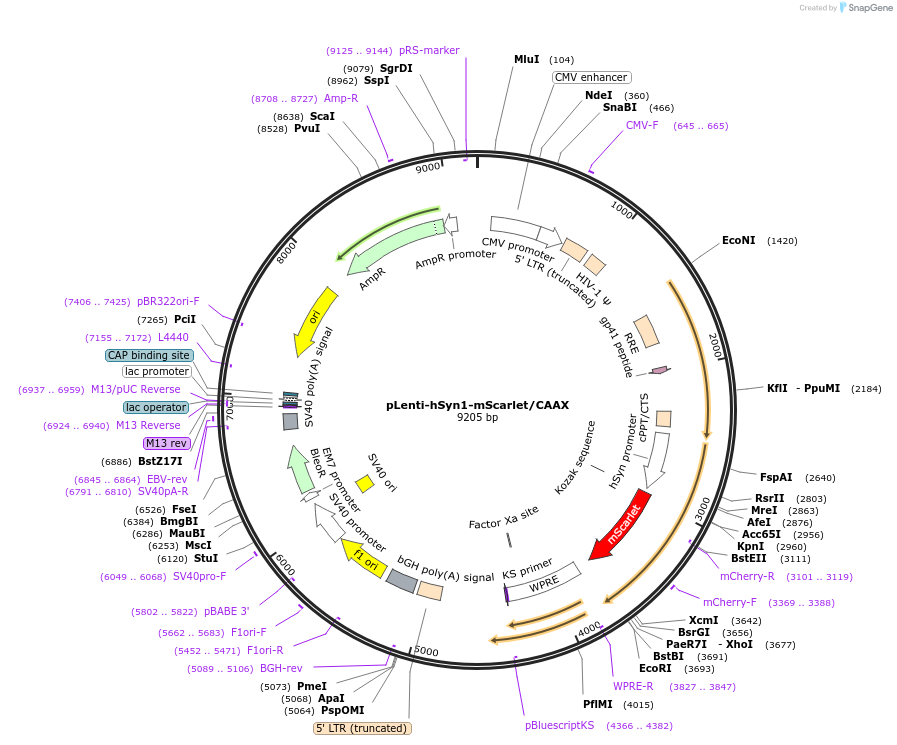 197592-plasmid-map-sequence-id-393447