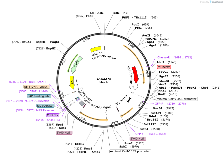 190402-plasmid-map-sequence-id-393458