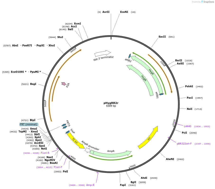 200076-plasmid-map-sequence-id-393488