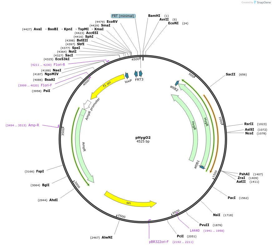 200077-plasmid-map-sequence-id-393490