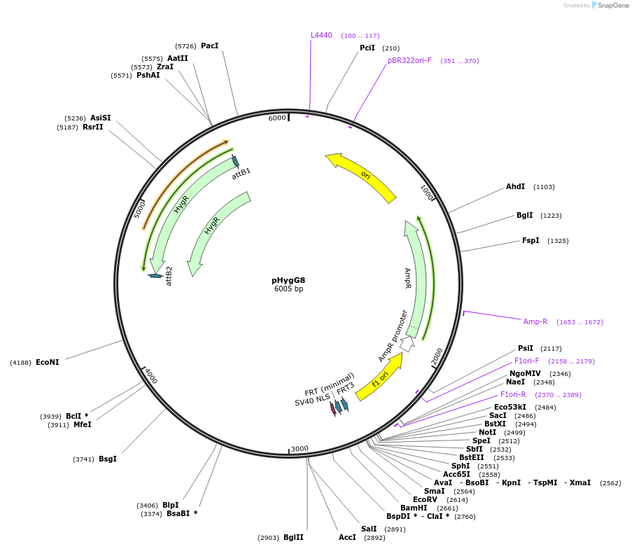 200220-plasmid-map-sequence-id-393491