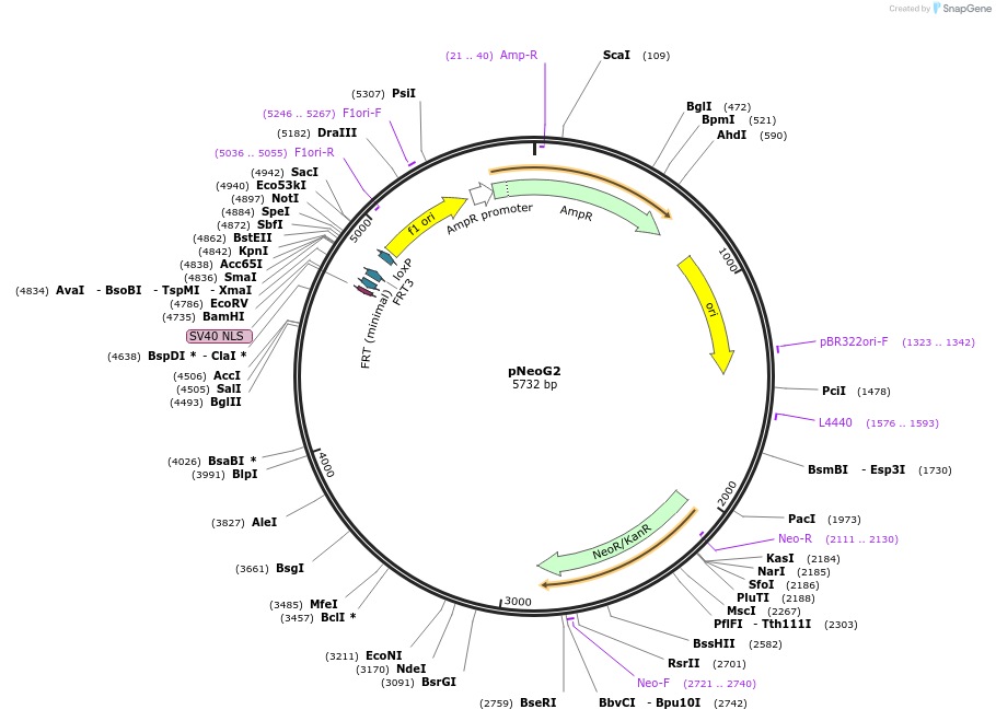200222-plasmid-map-sequence-id-393493