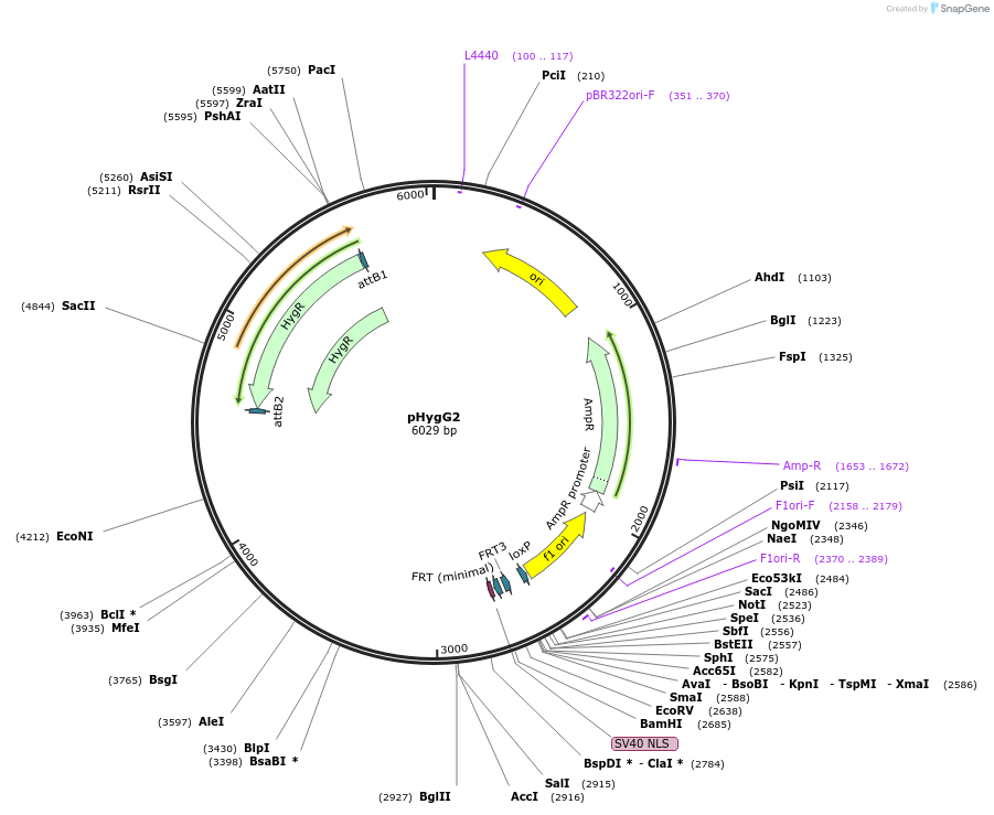 200066-plasmid-map-sequence-id-393495