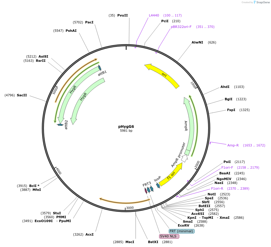200219-plasmid-map-sequence-id-393497