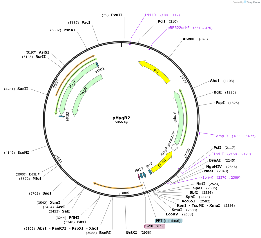 200071-plasmid-map-sequence-id-393498