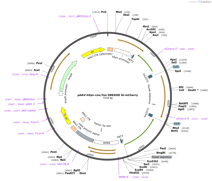 200660-plasmid-map-sequence-id-393500