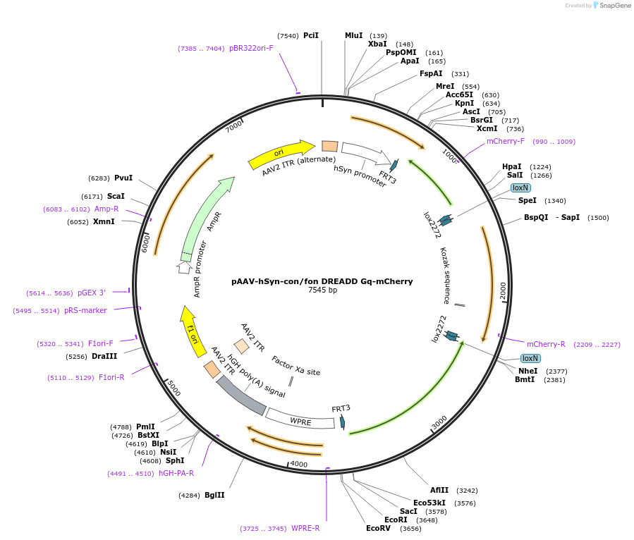 200661-plasmid-map-sequence-id-393501